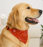 1pc Cashew Floral Graphic Dog and Cat Bandanas - Adjustable